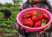 Photos: Strawberry harvest in Golestan province  <img src="https://cdn.theiranproject.com/images/picture_icon.png" width="16" height="16" border="0" align="top">
