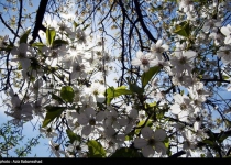 Photos: Spring in Hanam, Lorestan  <img src="https://cdn.theiranproject.com/images/picture_icon.png" width="16" height="16" border="0" align="top">