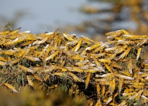 Iran may use military against locusts threatening crops