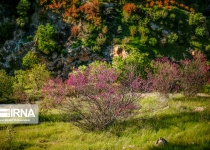 Photos: Valley of Judas trees in Kurdistan  <img src="https://cdn.theiranproject.com/images/picture_icon.png" width="16" height="16" border="0" align="top">