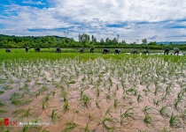Photos: Rice transplantation in Mazandaran  <img src="https://cdn.theiranproject.com/images/picture_icon.png" width="16" height="16" border="0" align="top">