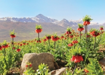 Upside-down tulips bring color to mountains