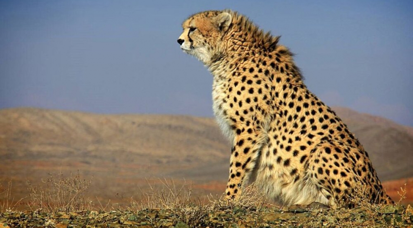 Iran able to reproduce cheetahs for next 5 years
