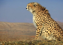 Iran able to reproduce cheetahs for next 5 years