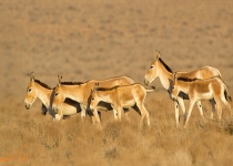 Captive breeding saves endangered Persian zebras