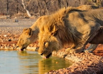 Drought, habitat destruction jeopardizing wildlife