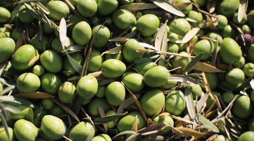 Iran expects bumper olive harvest this year at 200,000 mt