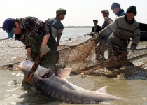 Iran, other Caspian states extend ban on sturgeon fishing