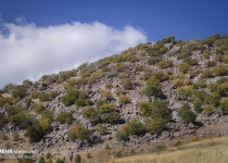 Community forestry plan aims to help preserve Zagros forest