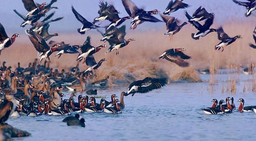 West Azarbaijan a haven for migratory birds