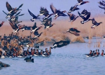 West Azarbaijan a haven for migratory birds