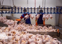 Iran ramping up poultry exports amid regional bird flu spread