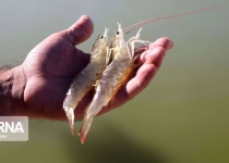 Iran expects shrimp exports to China to jump in coming months