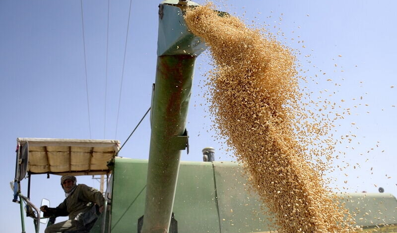 Irans cereal production rises 17.3% in current crop year: FAO