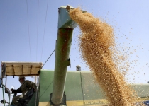 Irans cereal production rises 17.3% in current crop year: FAO
