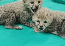 2 cheetah cubs discovered in Irans Turan Park