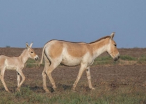 Turan hosting 175 endangered Persian zebras