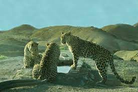 Eight Persian leopards spotted in northeastern Iran