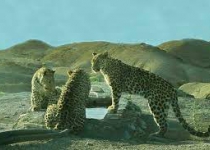 Eight Persian leopards spotted in northeastern Iran