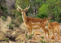 DOE outlines plans to protect Persian fallow deer