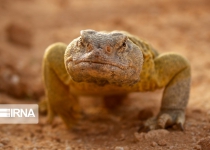 Hengam Island habitat of small dinosaurs in Persian Gulf