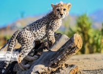 Iranian court sentences offenders to provide food for cheetah cub