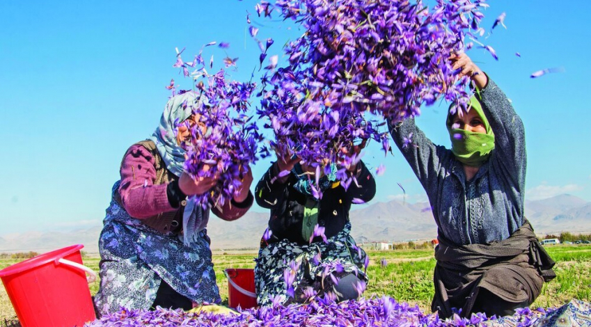 Irans annual saffron production rises 20%