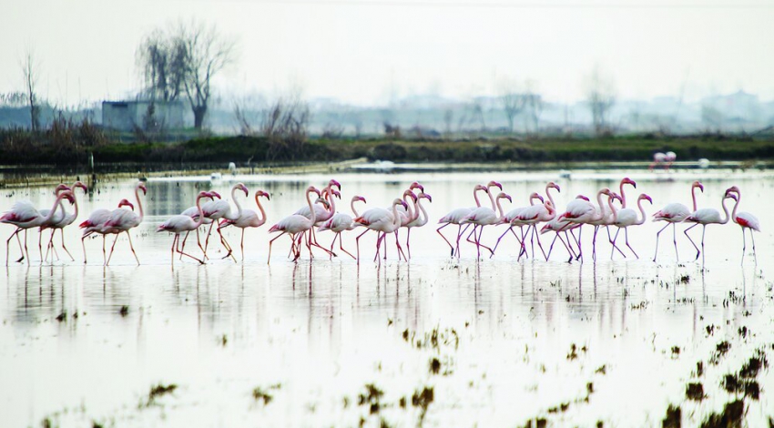 Sorkhrud wetland hosting migratory birds