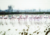 Sorkhrud wetland hosting migratory birds