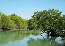 Plan on expanding mangrove forests on agenda