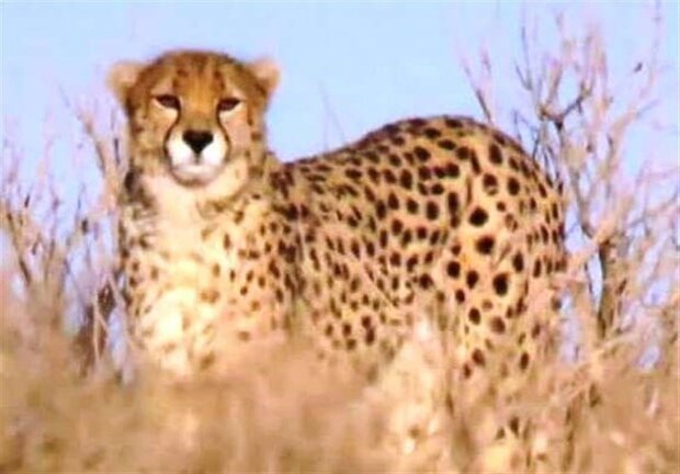 Female Asian cheetah spotted in Iran