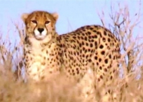 Female Asian cheetah spotted in Iran