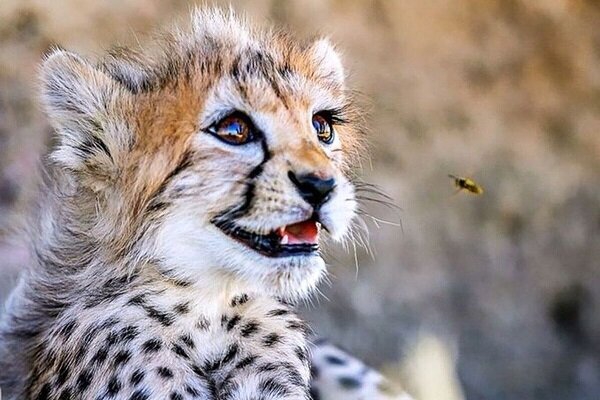 Iranian cheetah cub 