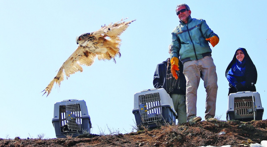 Rehabilitated birds back into the wild