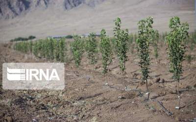 Iran set to Plant 250 mln. saplings by yearend