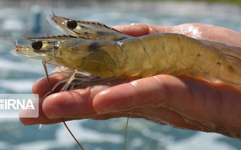 Iran Veterinary Organization denies rejection of exported shrimps to China