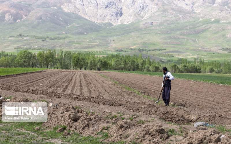 معاون وزیر جهاد کشاورزی: بهره‌وری در بخش کشاورزی کشور پایین است