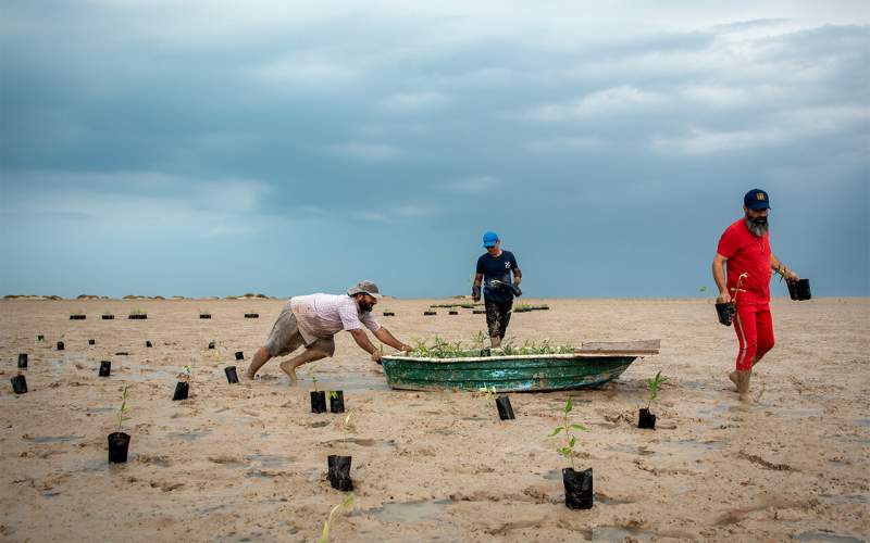 Planting Avicennia marina in Bushehr
