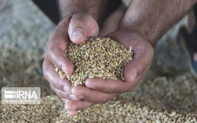 Iran produces 98% of its needed seed kernels domestically