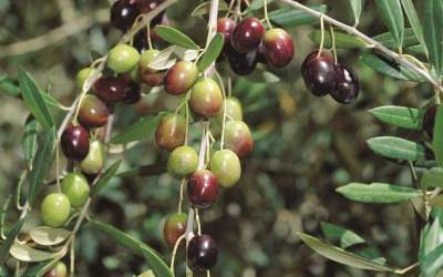 Nearly 130K mt of olive harvested across Iran