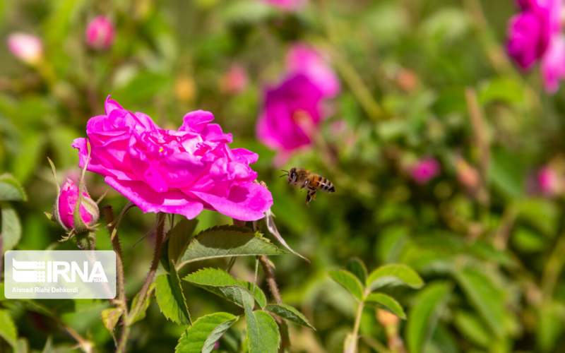 Iran expects production of 450,000 tons of medicinal plants