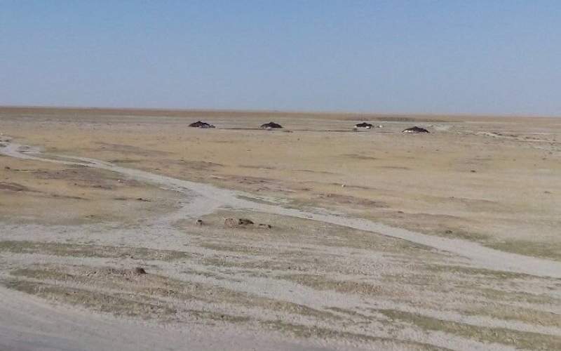 Enhanced environmental diplomacy needed to save Hamoun Wetland