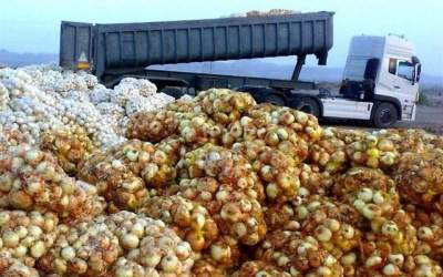 رئیس اتحادیه ملی محصولات کشاورزی: صادرات بی‌رویه نیست، بی‌برنامه است