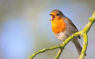 آواز پرندگان برای سلامت روان مفید است