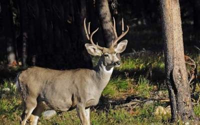 CWD has potential to extend its reach to humans