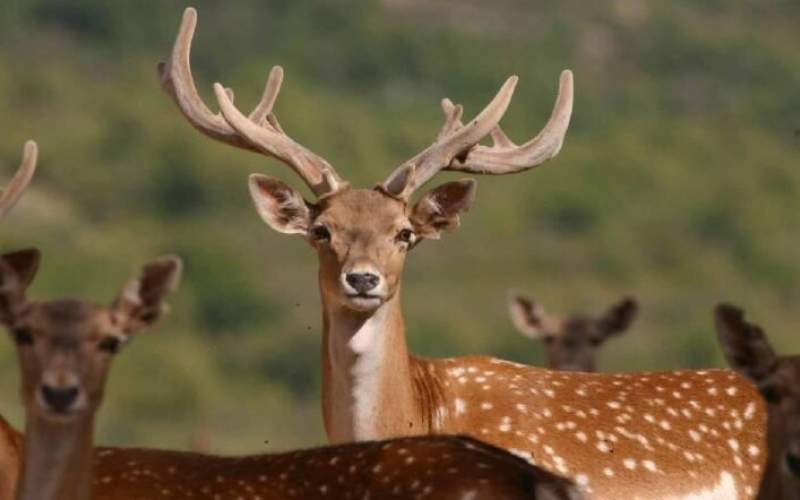 Yellow deer in southern protected area up by 30%