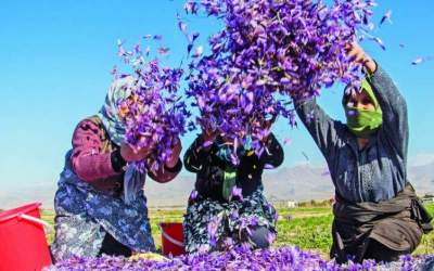 Shortage of Iranian saffron and impacts on global cuisine