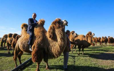 Bactrian Camels Conservation Project in northwestern Iran