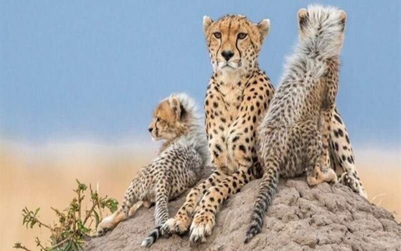 DOE plans to expand Persian cheetah habitat