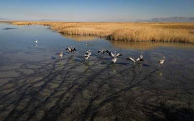 Mighan, a wetland for ecotourism, birdwatching